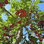 apple picking season
