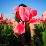 tulip festival