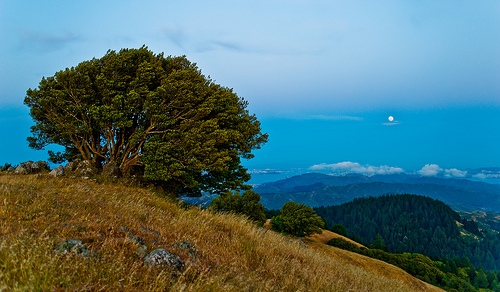 mt. tamalpais