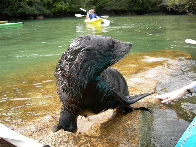 Sea Otter Kayaking Adventure