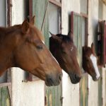 New York’s 300-Year-Old Park Just North of Manhattan horse heads stables e1487961890838