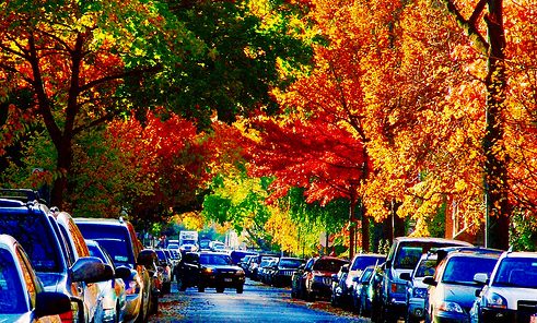 Autumn on Cortelyou Road