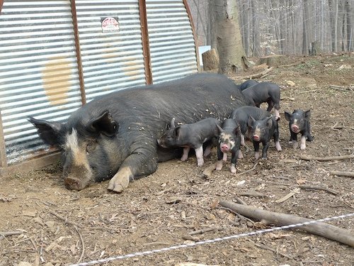 Pigs at Stone Barns