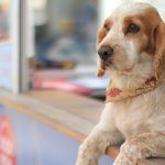 Seven Pet–Friendly Getaways Near NYC Dog on Vacation e1516397382853