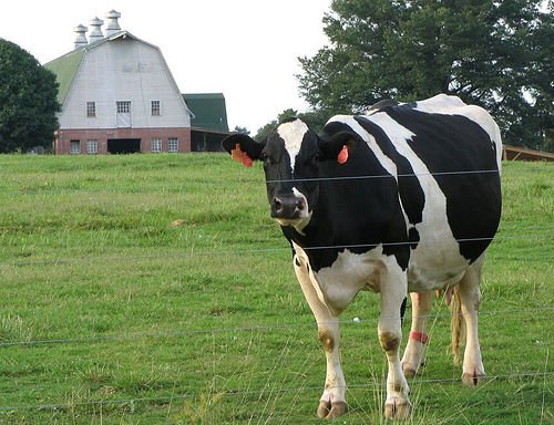 A Cow in Raleigh