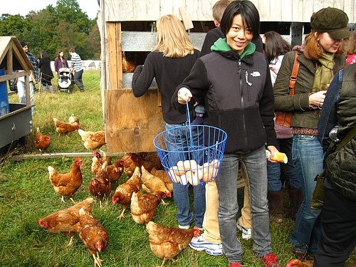 harvest fest at stone barns