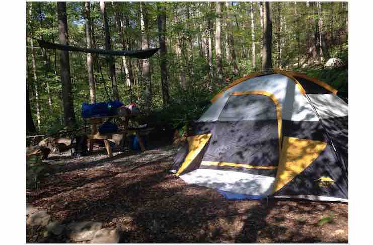 are dogs allowed in nys campgrounds