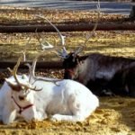 8 Holiday Activities for Kids Near NYC si zoo caribou