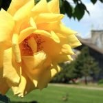 A Manhattanite’s Brooklyn: 6 Things to Do This Spring 3579910212 9d2a37fa51