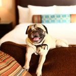 8 Pet-Friendly Hotels for the Eco-Conscious Traveler n69294783778 1775548 5608132