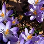 oM Weekend Agenda: Wildflower Week, Food Festivals, Free Kayaking Season Opens, Kid Adventures, More 5716321992 69a9028c14