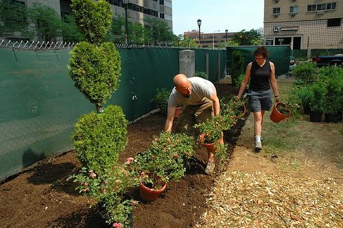 planting at PHS garden