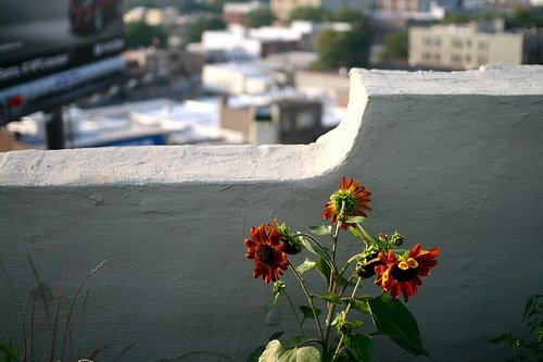 rooftop farm