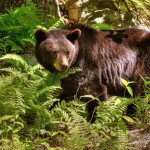 Things to Do in Shenandoah National Park 9307206619 f41e10778a b e1374083631822