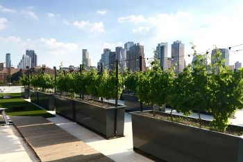 Rooftop Red Vines