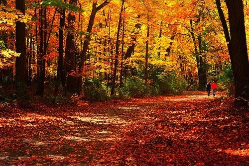 Fall Foliage Escapes