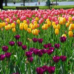 The Best Flower Shows Near NYC 2509986066 9ab801d6ef b e1391729355592