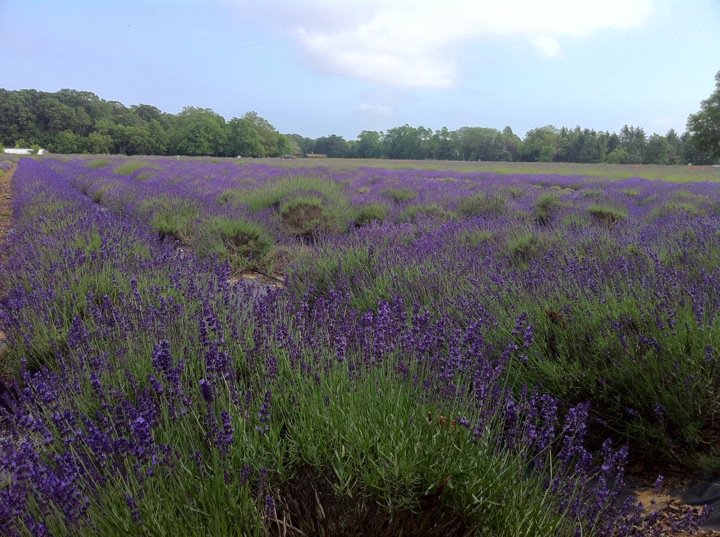 lavender by the bay