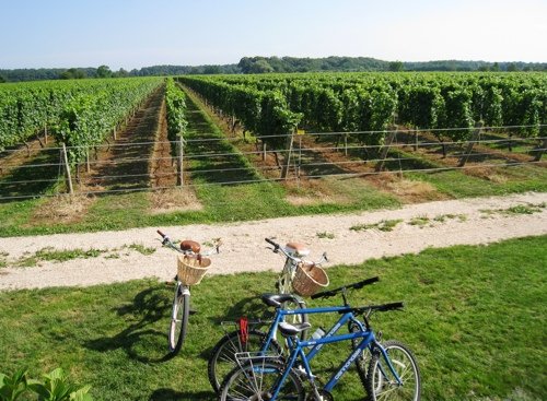 bike ride through north fork vineyards