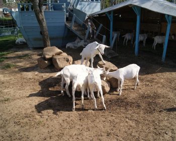 Catapano Dairy Farm