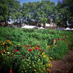 Red Hook Community Farm