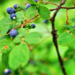 Wild Blueberry Picking in New York‘s Harriman State Park 3934722684 d333caac5b b