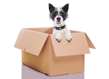 pet moving