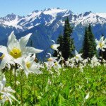The 2016 Philadelphia Flower Show Celebrates America’s National Parks OLYM Avalanche Lilies edited e1456243352537