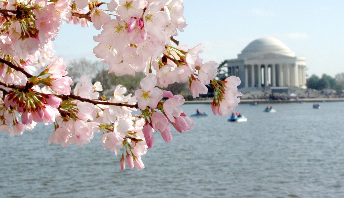 Cherry Blossoms and Jefferson Memorial