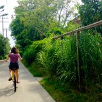 Long Island’s Car–free Paradise: Fire Island Fire Island Biking e1472562424968