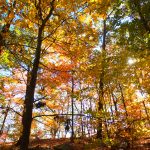 The offMetro Guide to Fall Foliage Near NYC (Updated with Videos!) 10548484173 e23c2c7f8c o e1474582903530