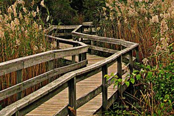 Long Island Fire Island Boardwalk