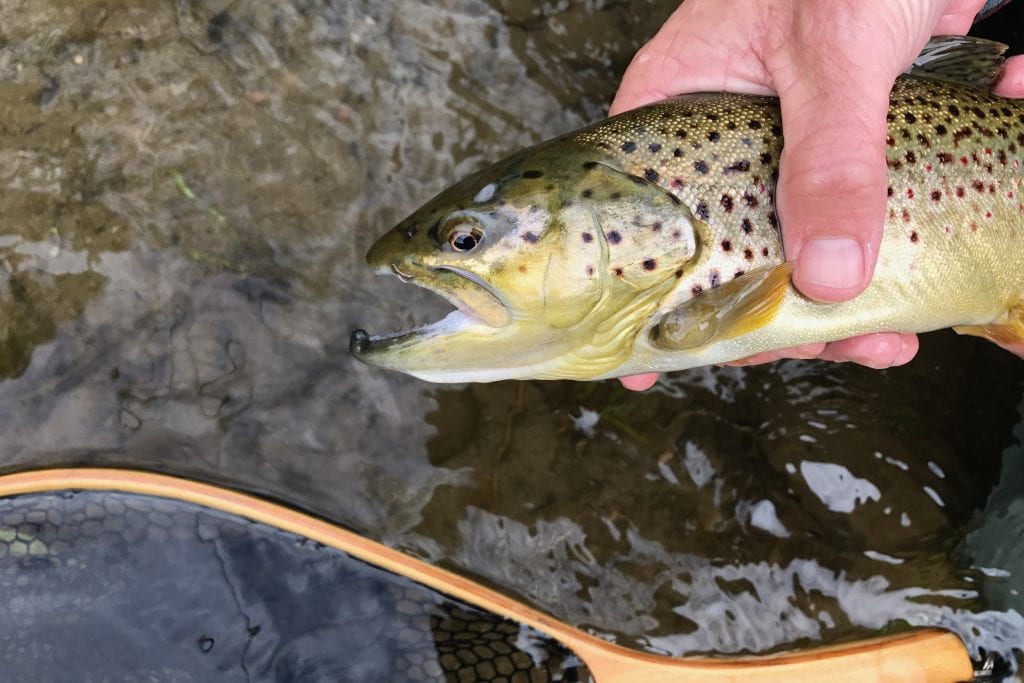 Fly Fishing Catskills