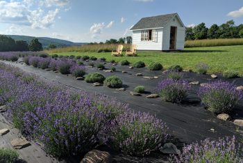 Kingfisher Lavender Farm