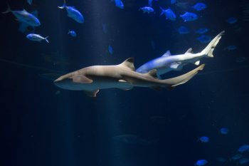 sharks new york aquarium