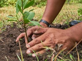 3 Places to Celebrate National Public Lands Day this Weekend Gardening hands