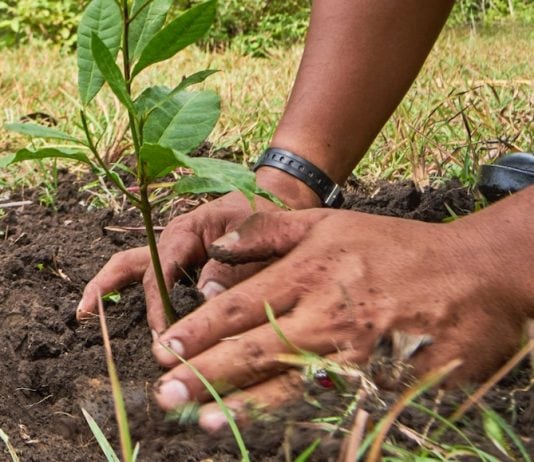 3 Places to Celebrate National Public Lands Day this Weekend Gardening hands