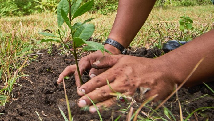 Gardening hands