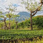 5 of the World’s Best Coffee Tours Guatemala coffee tours