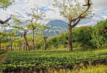 5 of the World’s Best Coffee Tours Guatemala coffee tours