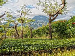 5 of the World’s Best Coffee Tours Guatemala coffee tours
