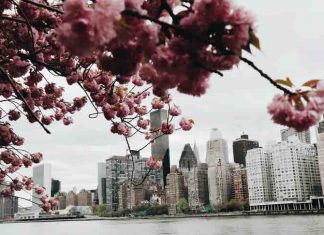new york city does not need to be expensive