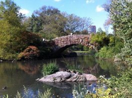 The Most Common Ants in Central Park Common Ants in Central Park