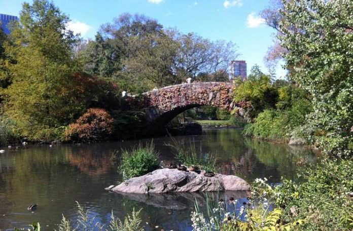 Common Ants in Central Park