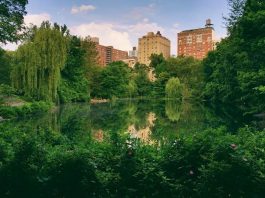 5 Types of Plants in New York That Are Toxic To Dogs Types of Plants in New York That Are Toxic To Dogs