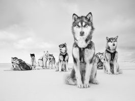 Captivating Exhibition at C. Parker Gallery, Greenwich: Paul Nicklen and Cristina Mittermeier’s Extraordinary Wildlife Photography Captivating Exhibition at C. Parker Gallery, Greenwich