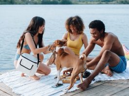 5 Fun Pet-Friendly Weekend Trips in Maine – and Tips for Having a Great Time Pet-Friendly Weekend Trips in Maine