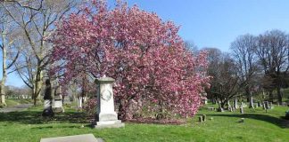 Dancing with Death: Your Guide to Nightfall Experience at Green-Wood Cemetery in Brooklyn guide to green-wood cemetery