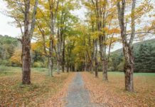 Fall Foliage in the Catskills tips