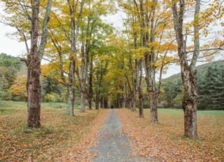 Fall Foliage in the Catskills tips